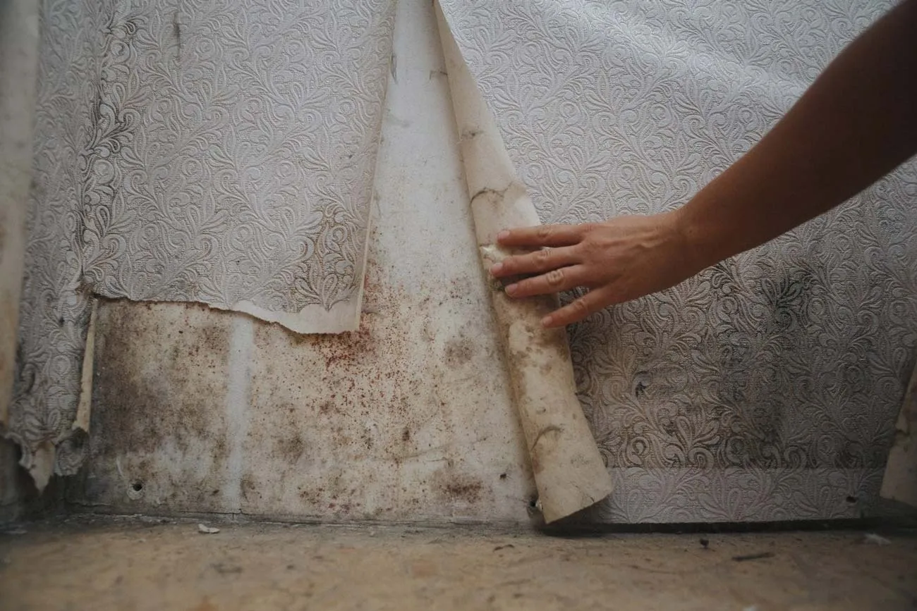 Mold Remediation